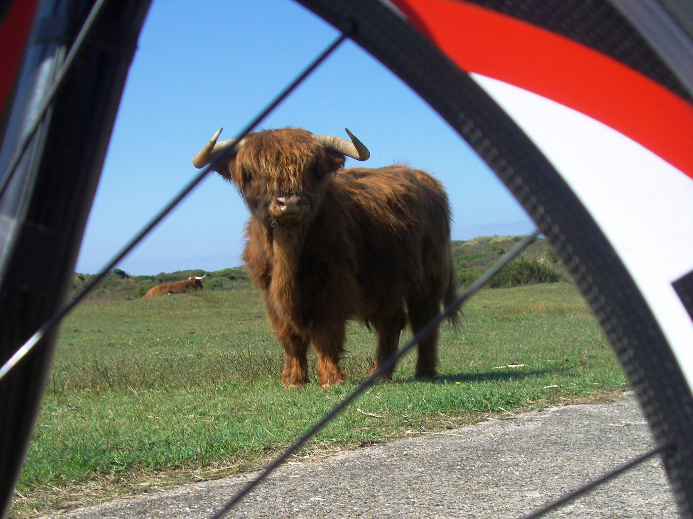 Free-runnung bisons in Kennemerland