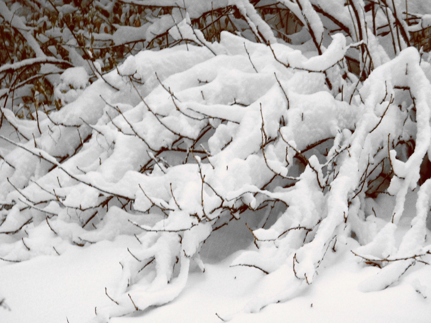 Schnee drückt auf die Zweige
