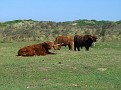 Free-running bisons in Kennemerland